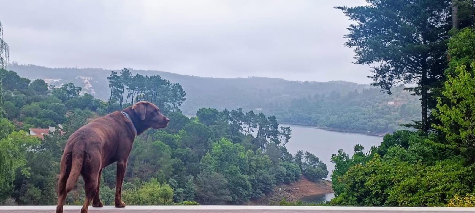 Quinta Do Troviscal Villa Castelo do Bode Ngoại thất bức ảnh